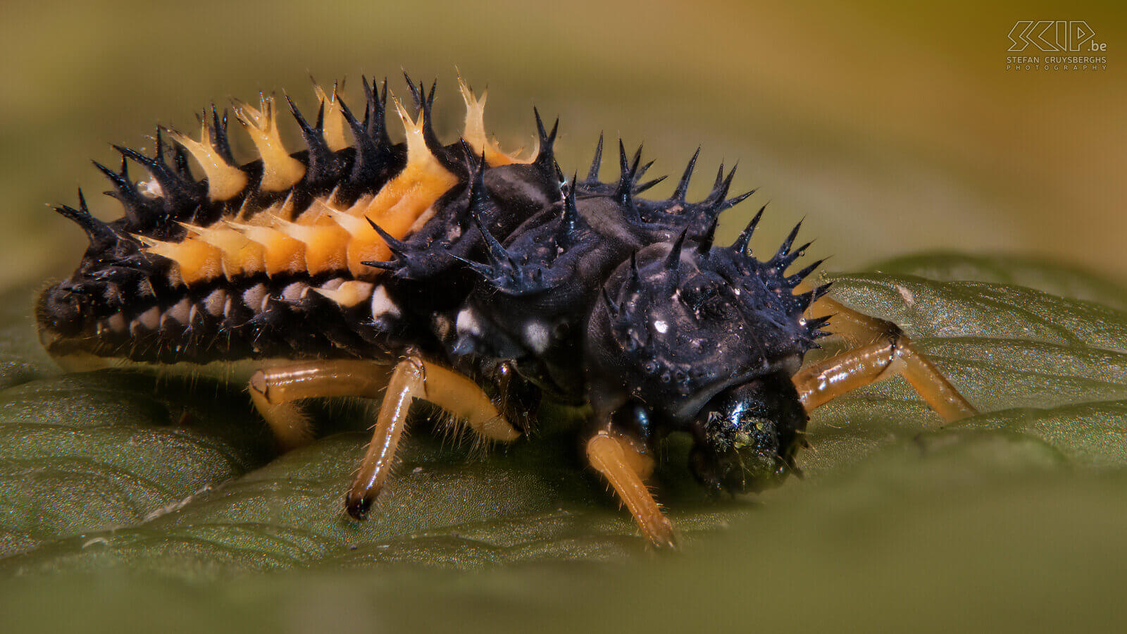 Extreme close-ups of insects - Ladybug larva This year I focused on micro photography, the superlative of macro photography. I develop my own automated macro rail with which I can make 30 to 60 images in steps of 100 to 300 microns (thousandth of a millimeter) and then merge them. This way I can make razor-sharp images of insects that want to sit still for a few minutes. Obviously, the latter is not and technically it is always quite a challenge. By using extension rings between your camera and macro lens you can take extreme close-ups. But the big drawback is that the depth of field is less than 1mm. This is almost always insufficient to properly portray an insect. The solution is an automated macro rail that can create a whole series of images that you can then merge with software.<br />
<br />
There are many expensive commercial solutions, but I created automated rail myself. My father-in-law developed the hardware with a rail with a stepping motor and some extra electronics and 3D printed parts. I developed software for my Windows PC that controls my Nikon camera and software for a Raspberry Pi that controls the electronics. The end result works really well and these are my best images of extreme close-ups of insects. Stefan Cruysberghs